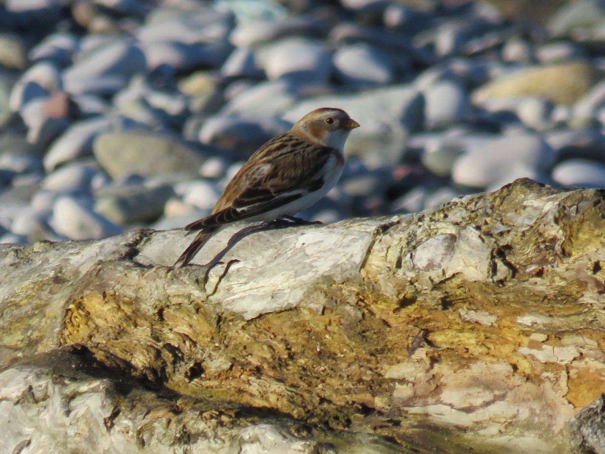 Snow Bunting - ML641849740