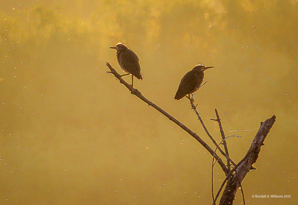 Green Heron - ML641849743