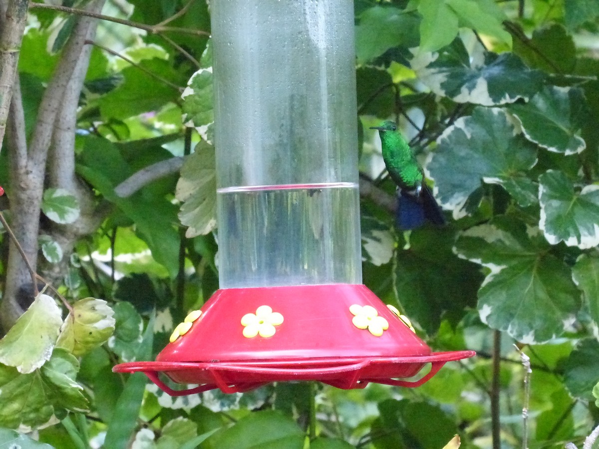 Copper-rumped Hummingbird - ML641849744