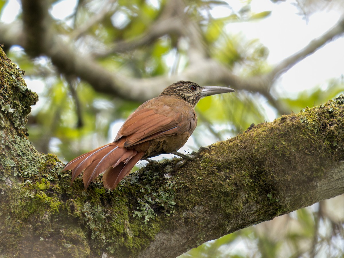 Strong-billed Woodcreeper - ML641849745
