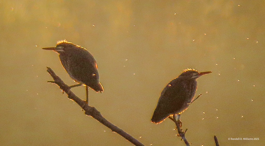 Green Heron - ML641849767