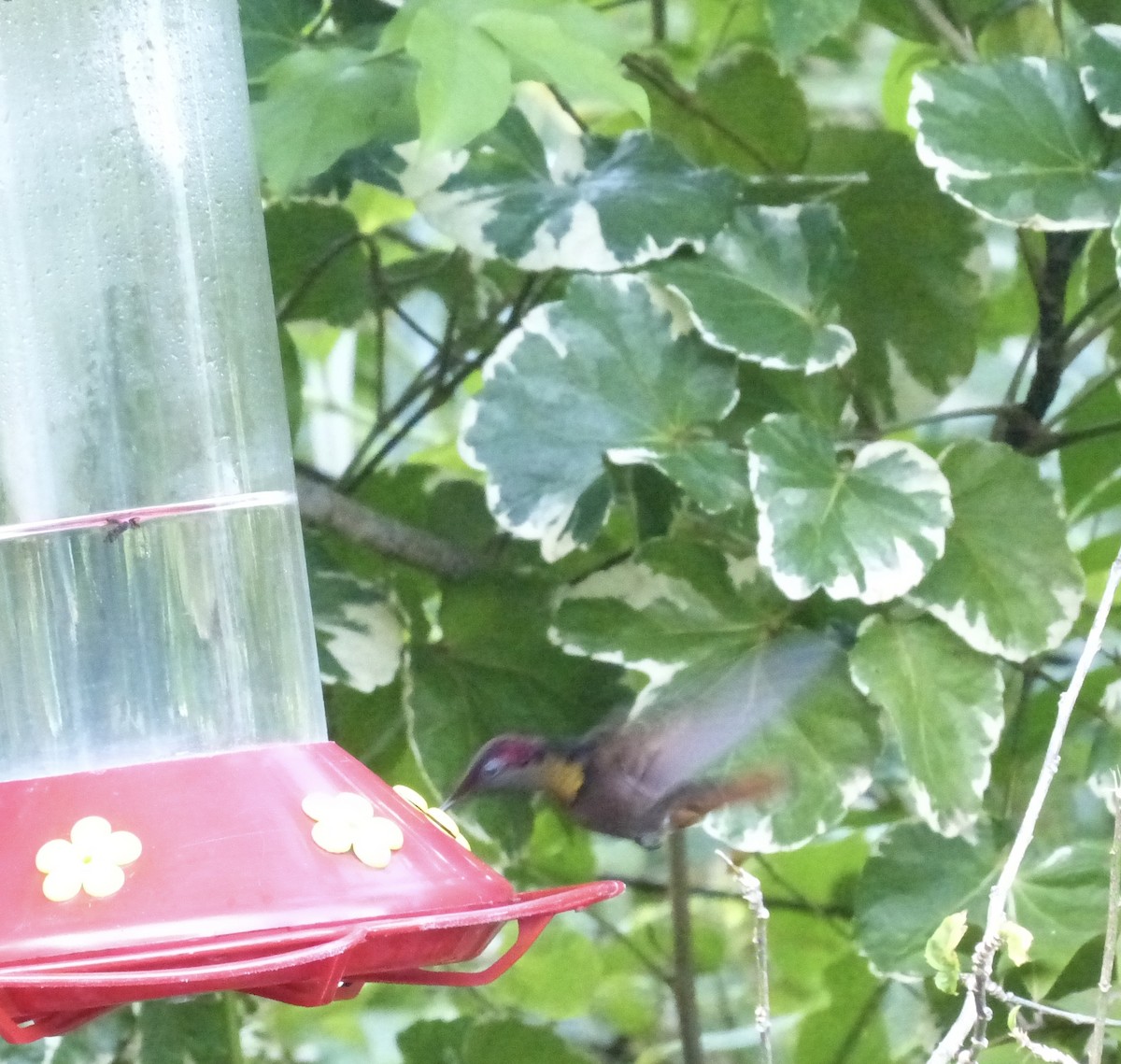 Ruby-topaz Hummingbird - ML641849768