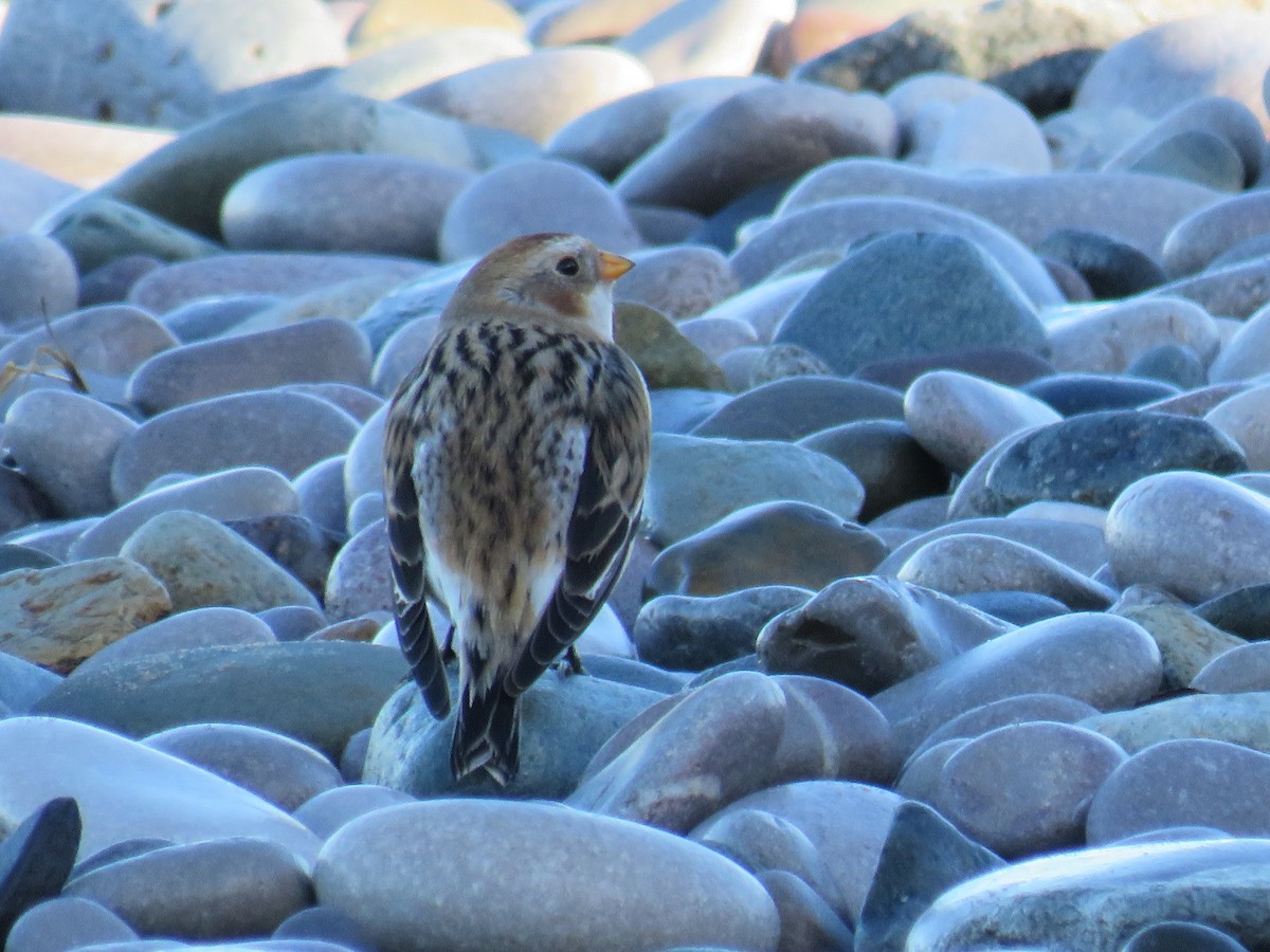Snow Bunting - ML641849769