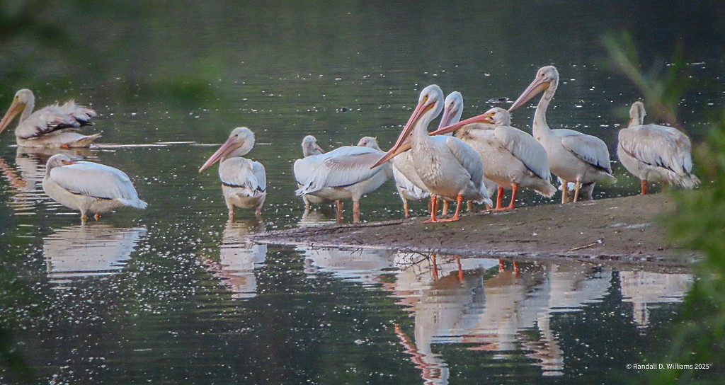 American White Pelican - ML641849790