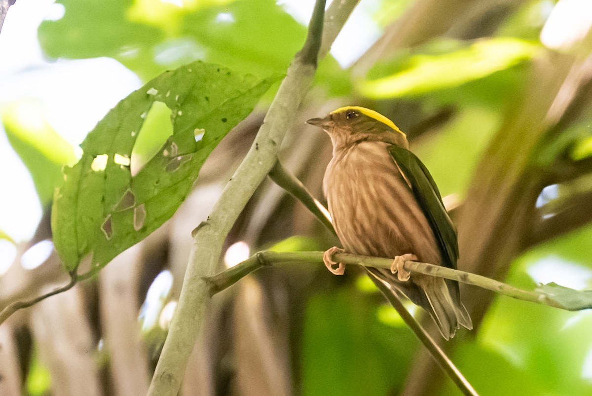 Fiery-capped Manakin - ML641849792