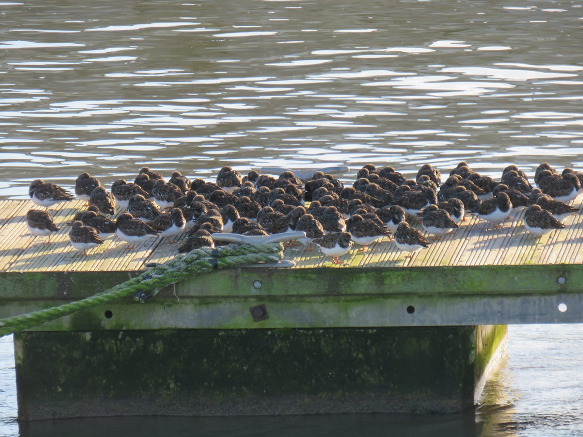 Ruddy Turnstone - ML641849794