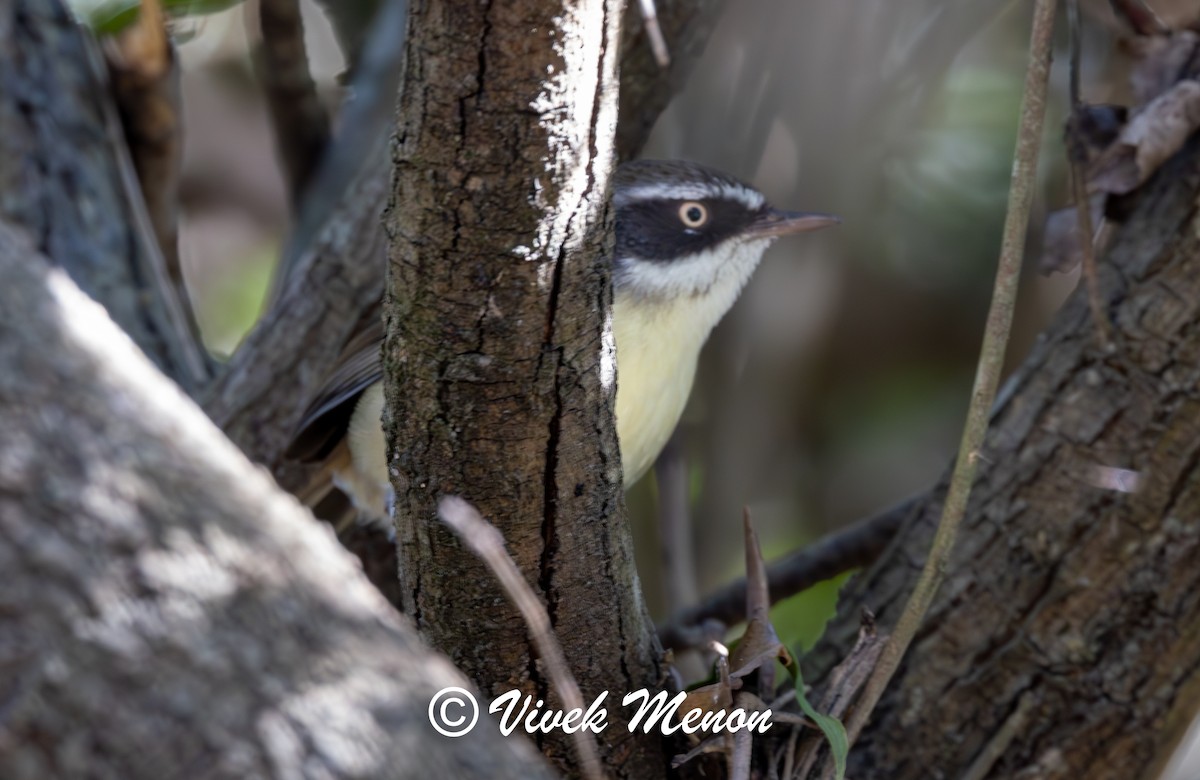 White-browed Scrubwren - ML641849796