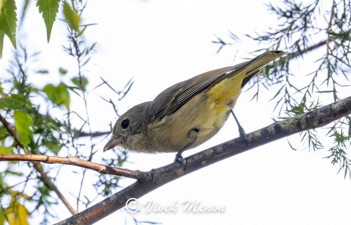 Golden Whistler (Eastern) - ML641849806