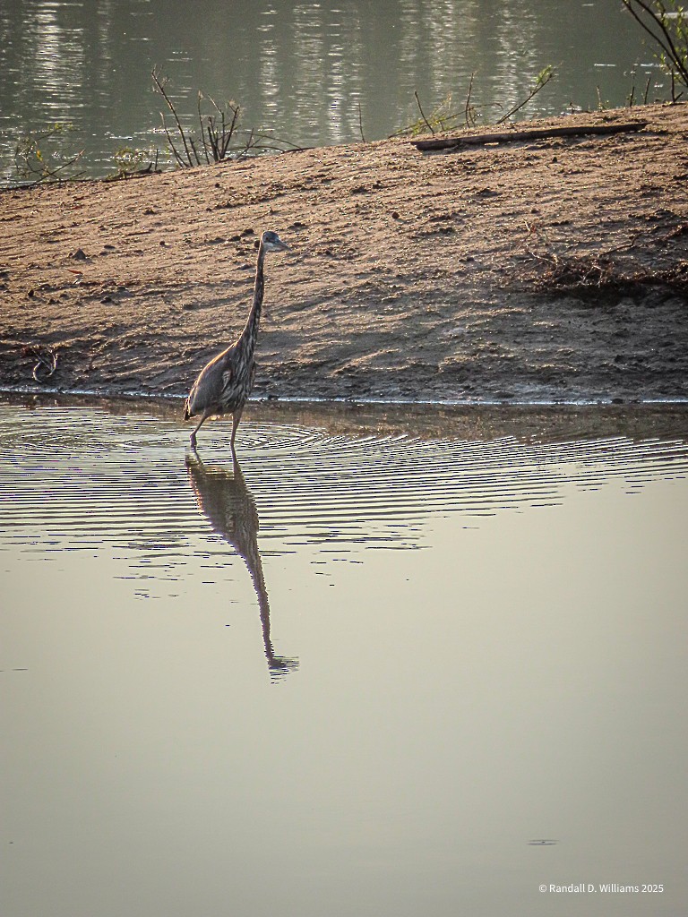 Great Blue Heron - ML641849811
