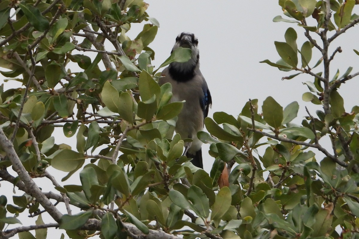 Blue Jay - ML641849814