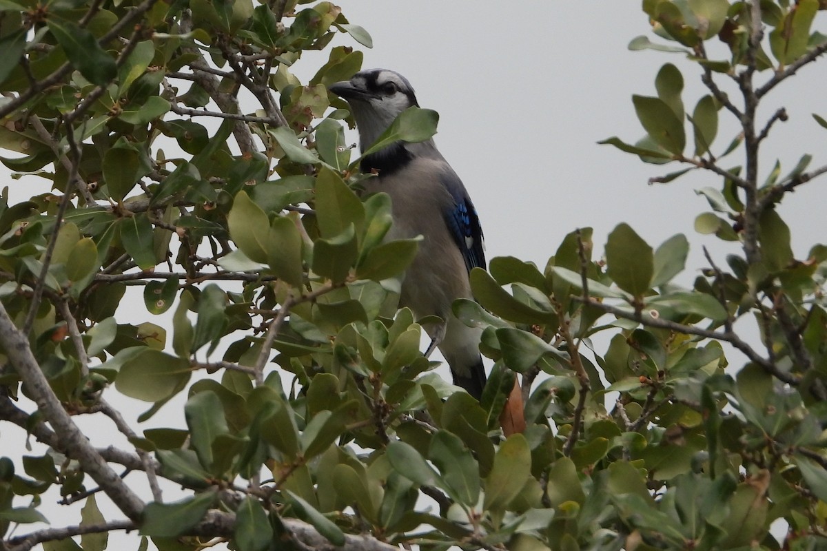 Blue Jay - ML641849816