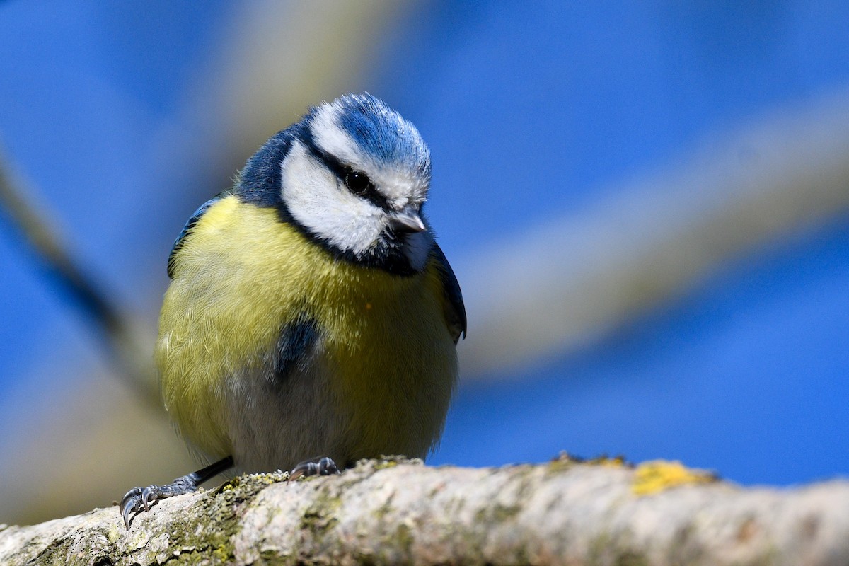 Eurasian Blue Tit - ML641849817