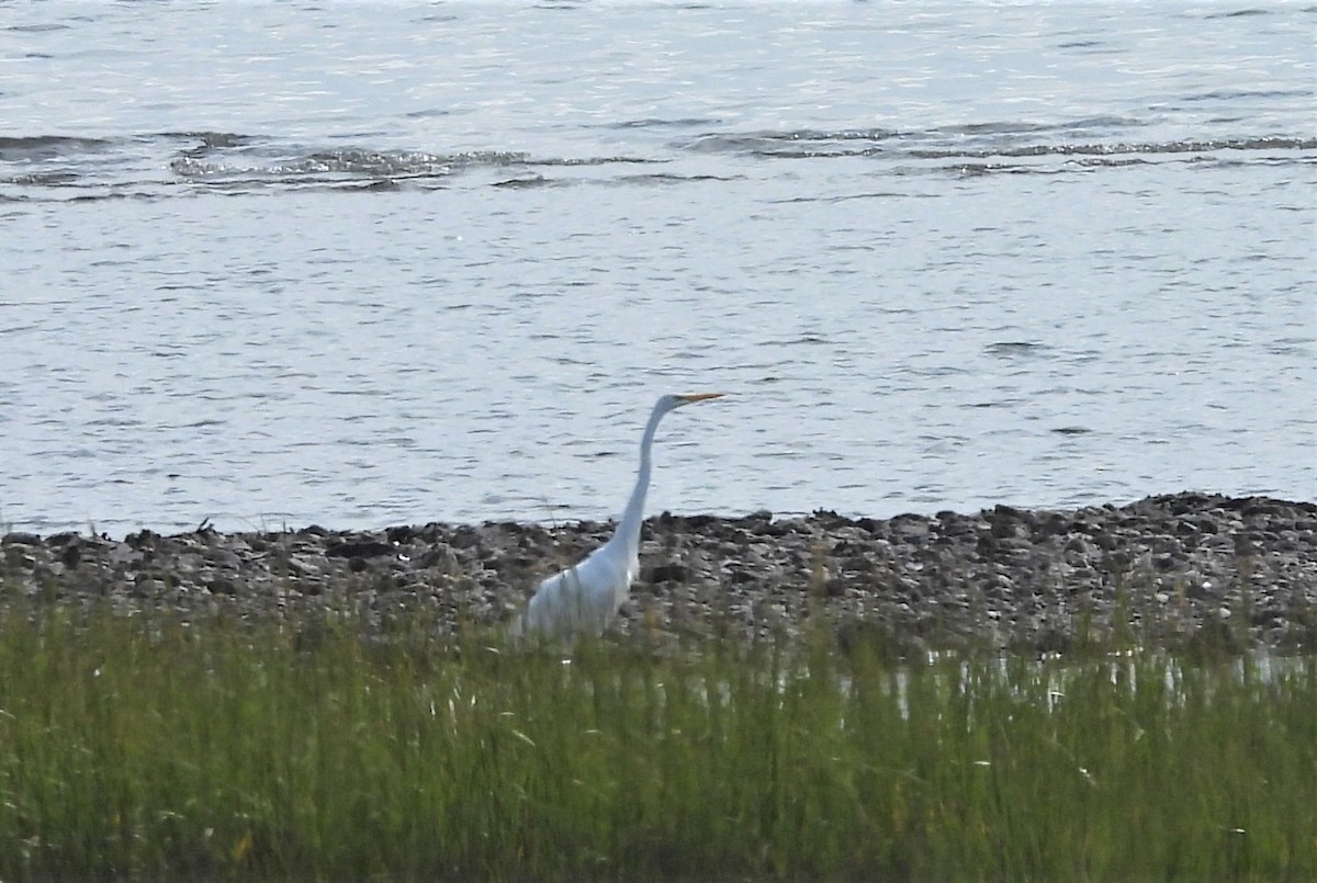 Great Egret - ML641849826