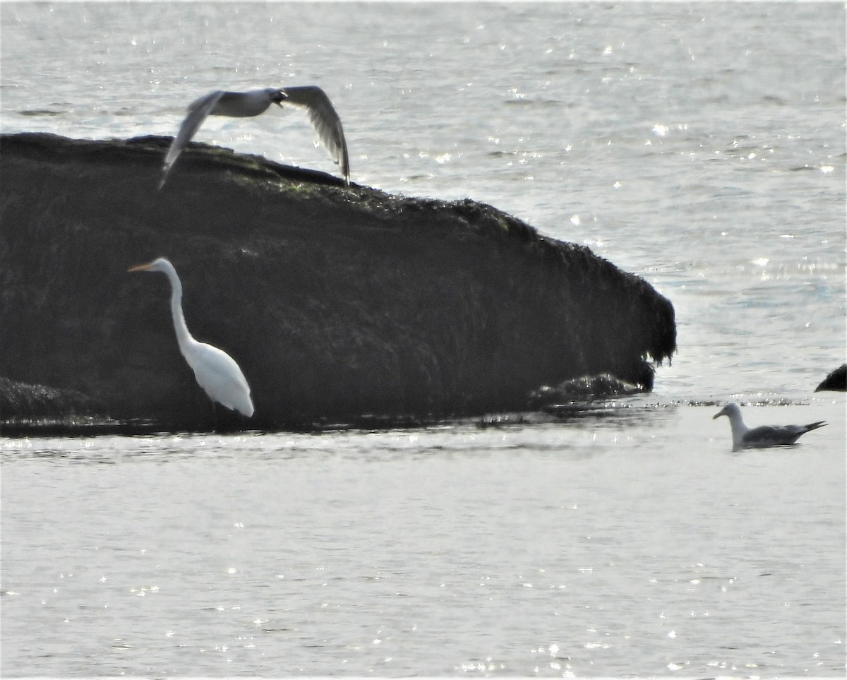 Great Egret - ML641849827
