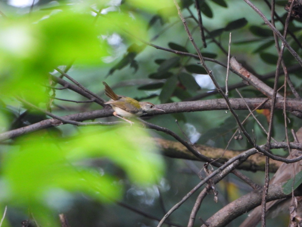 Common Tailorbird - ML641849829