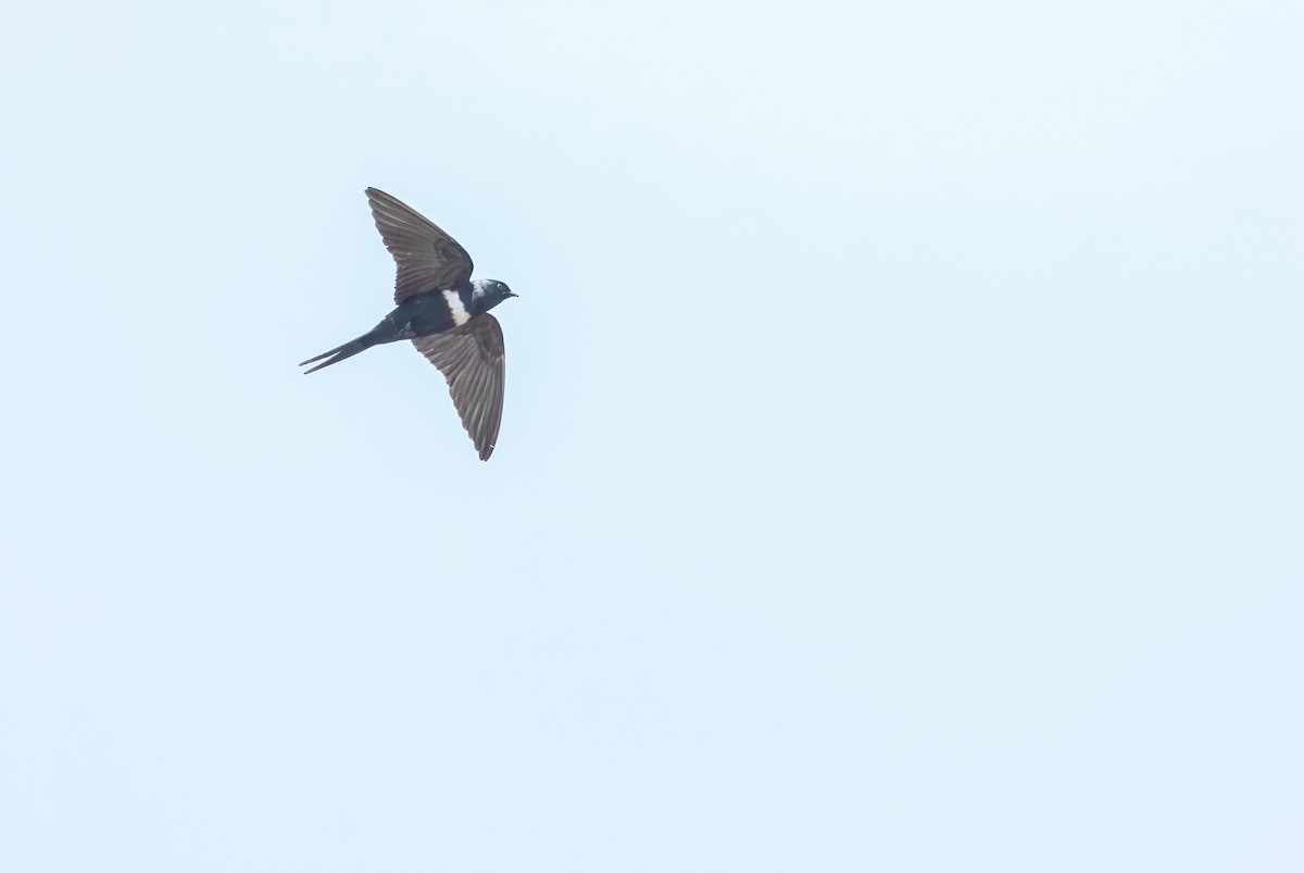 White-banded Swallow - ML641849853