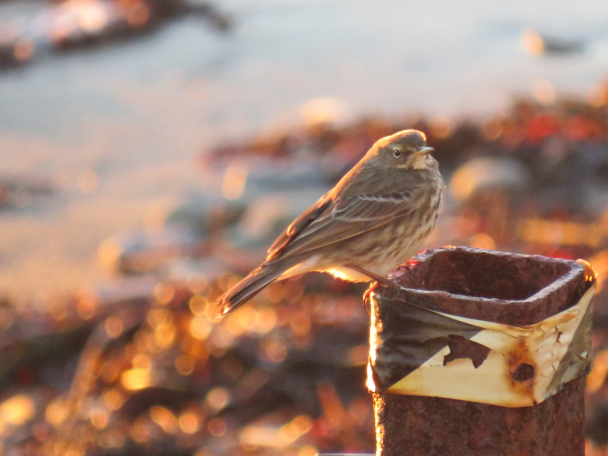 Rock Pipit - ML641849858