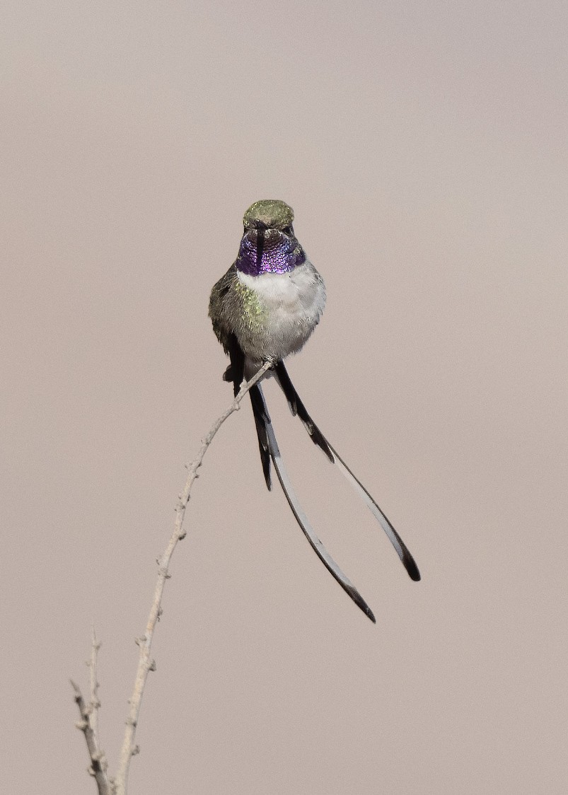 Peruvian Sheartail - ML641849886