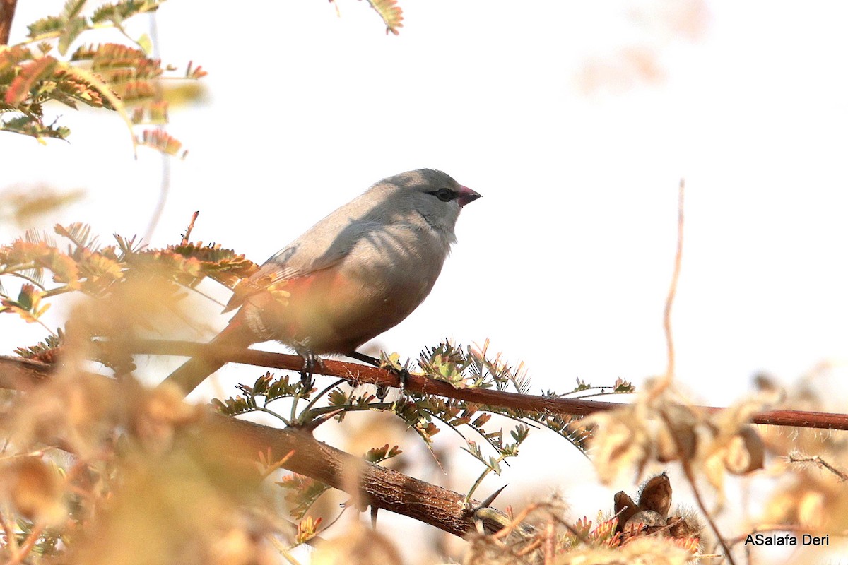 Cinderella Waxbill - ML641849891