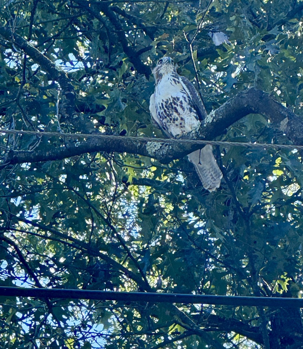 Red-tailed Hawk - ML641849892