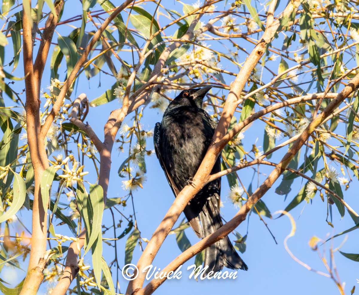 Spangled Drongo - ML641849894