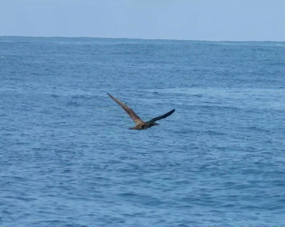 Brown Booby - ML641849896