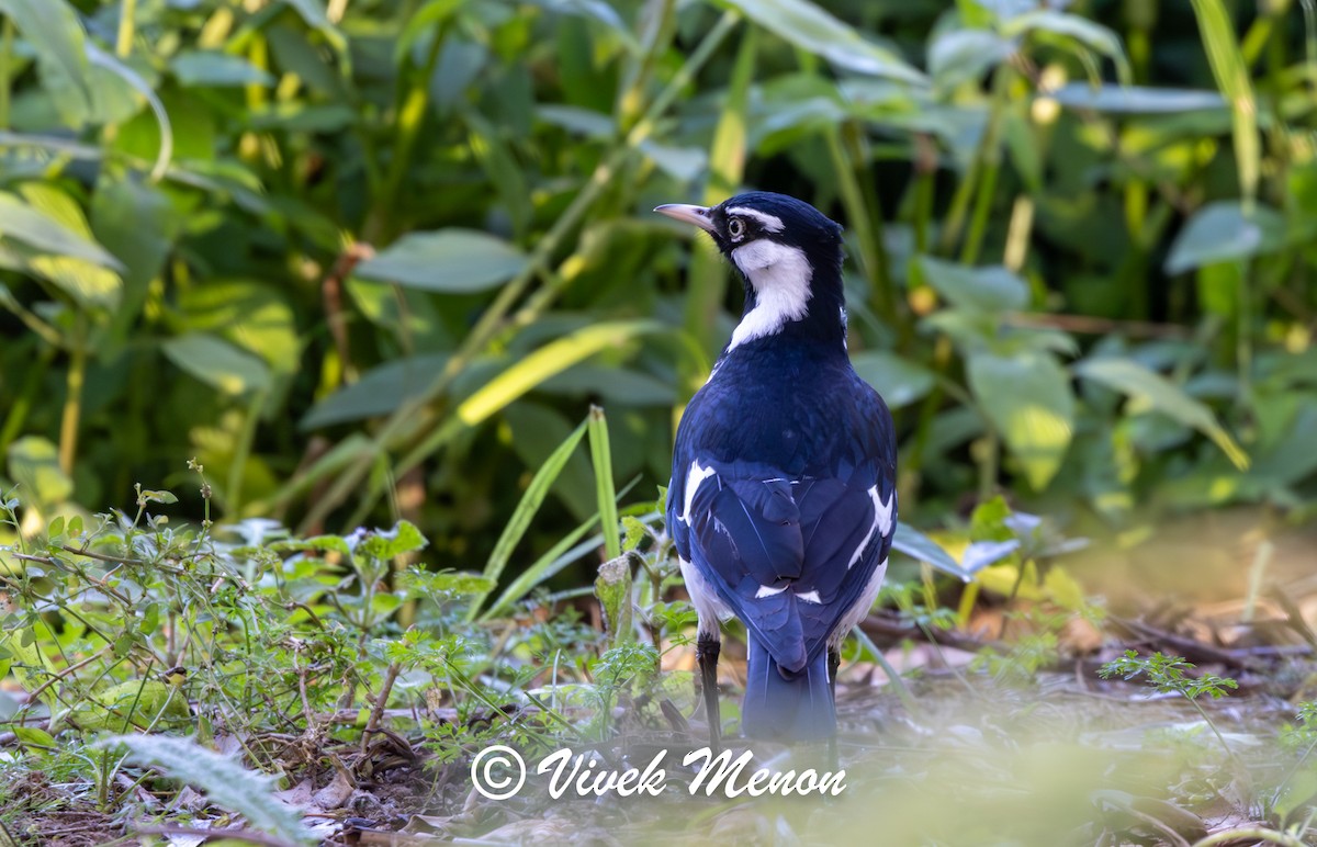Magpie-lark - ML641849899