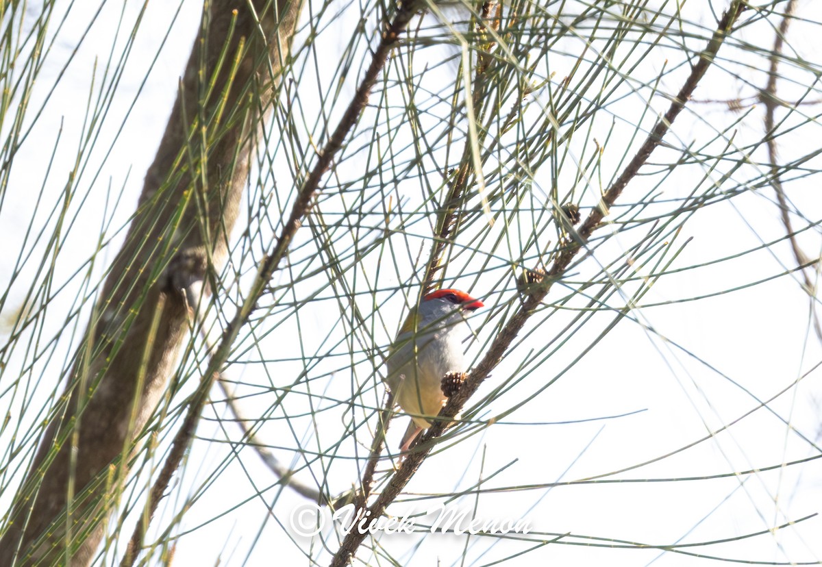 Red-browed Firetail - ML641849903