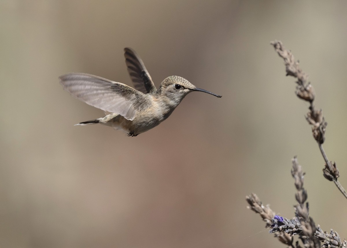 Peruvian Sheartail - ML641849904