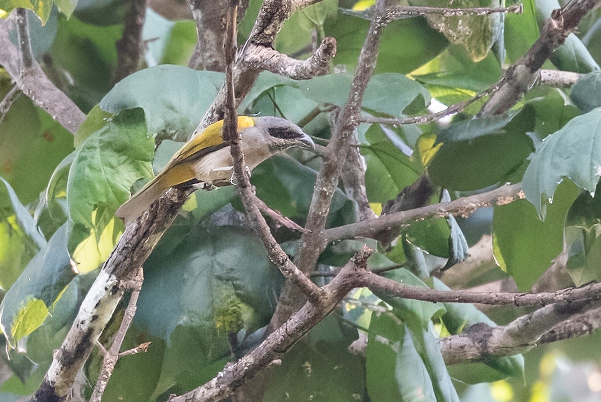 Yellow-shouldered Grosbeak - ML641849920
