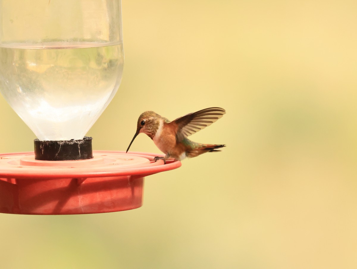 Rufous Hummingbird - ML641849922