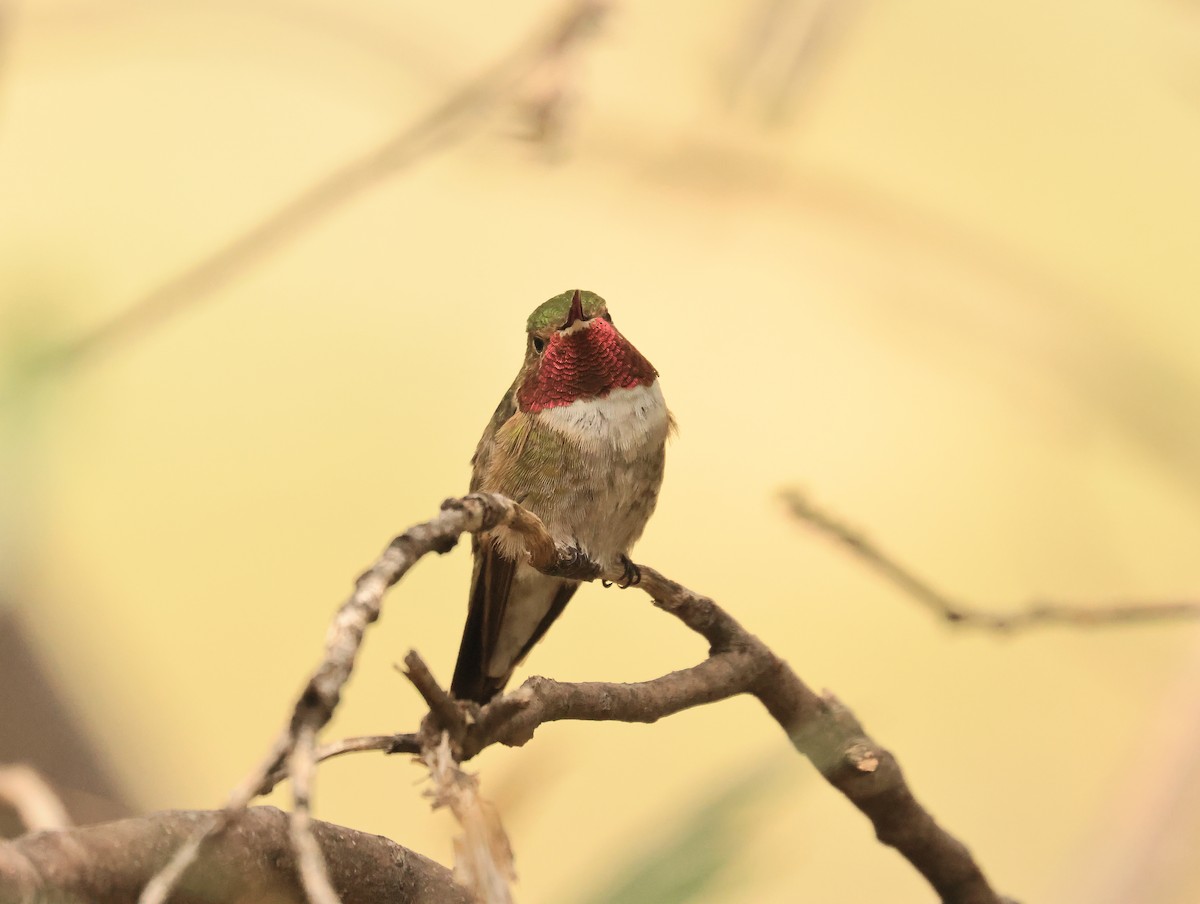 Broad-tailed Hummingbird - ML641849928