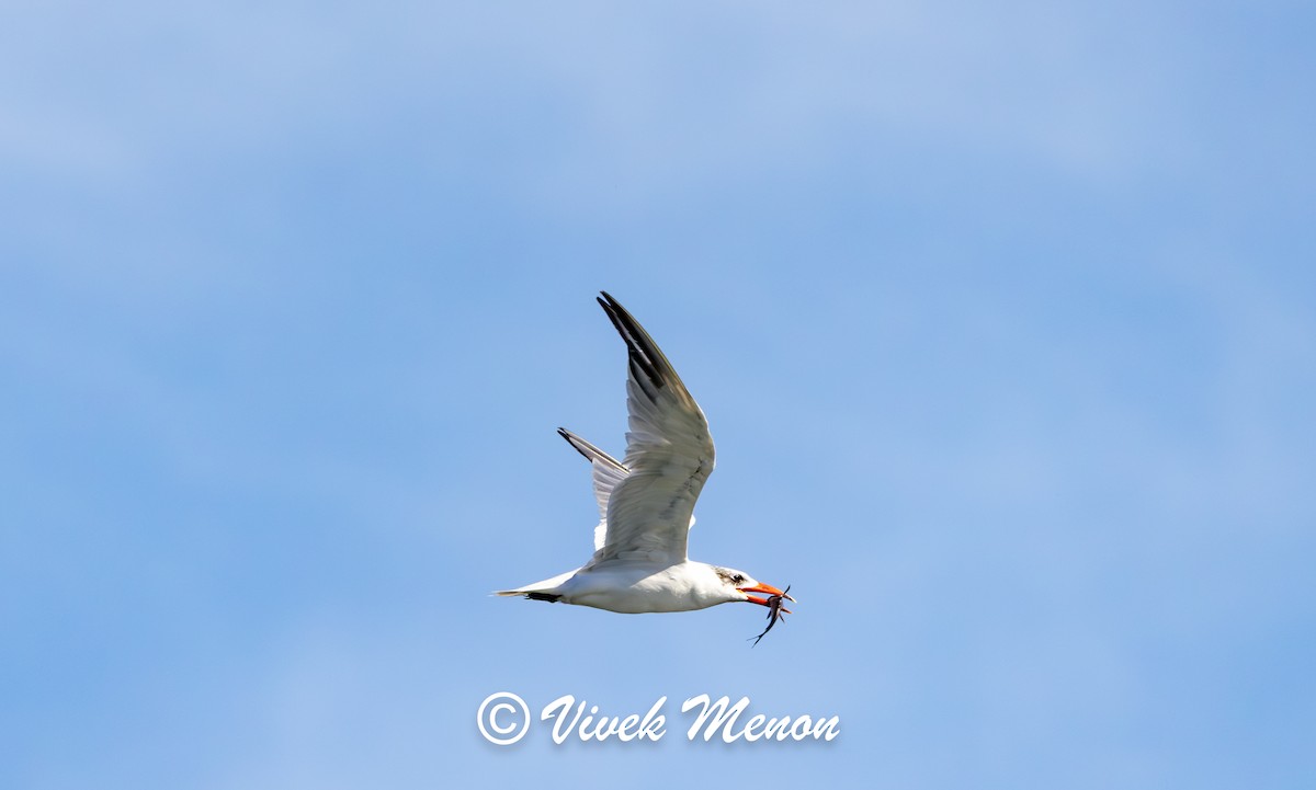 Sterna maggiore - ML641849929