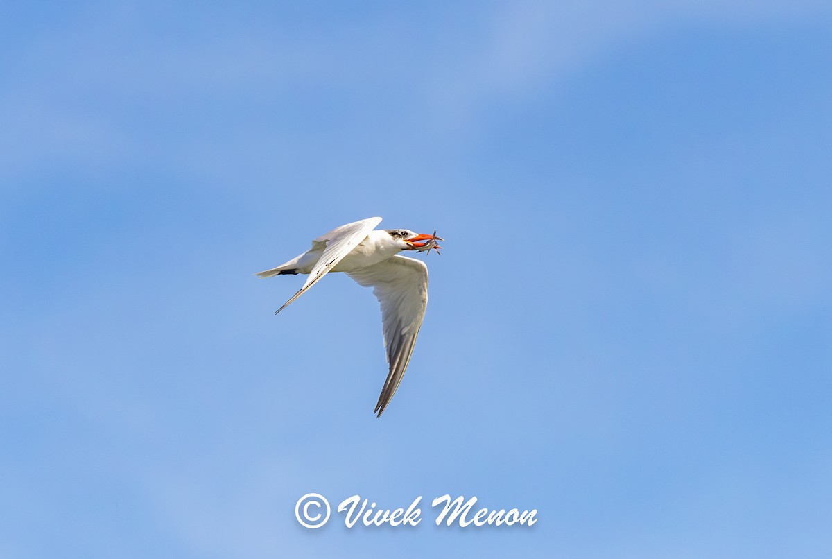 Sterna maggiore - ML641849930