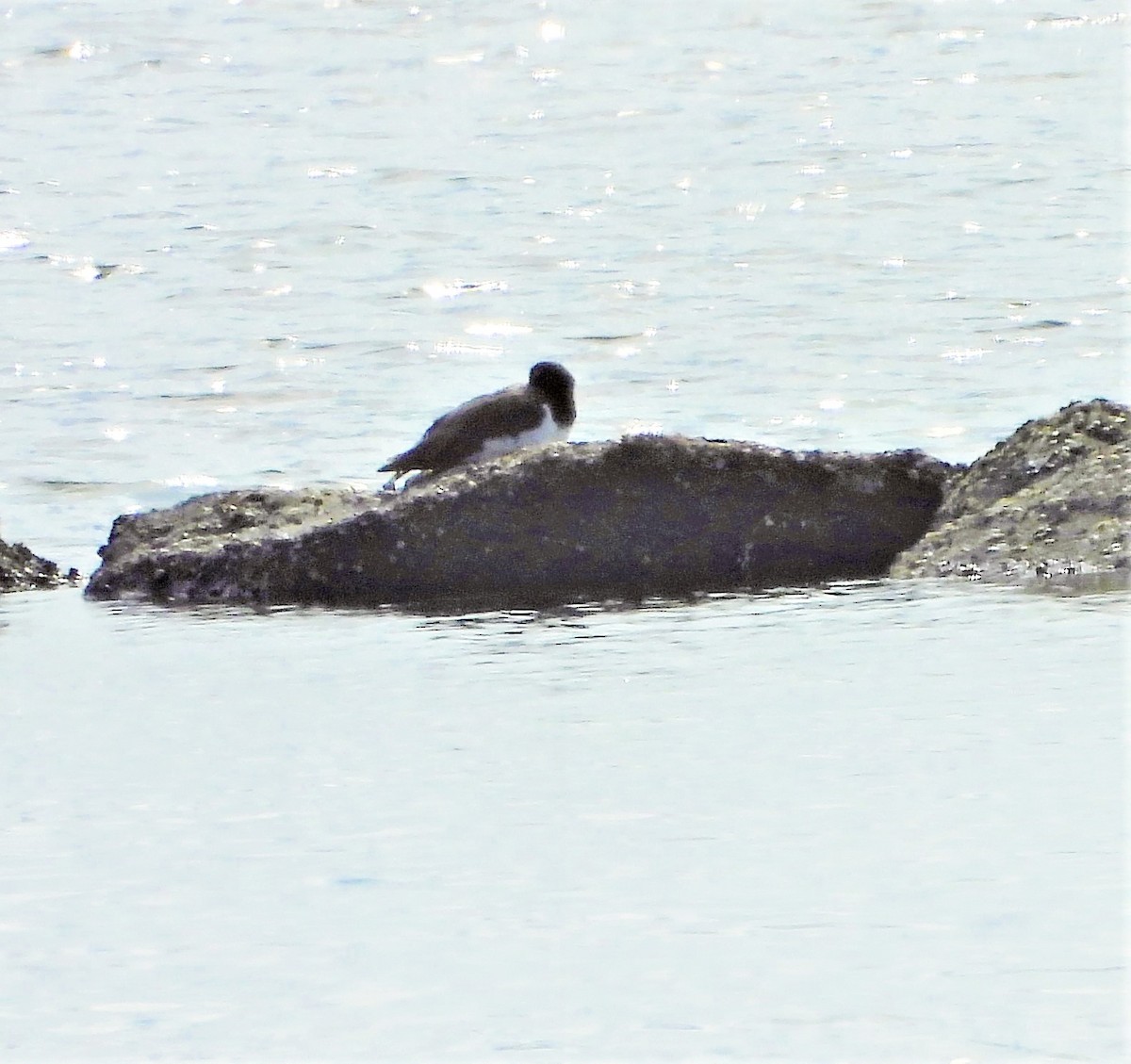 American Oystercatcher - ML641849931