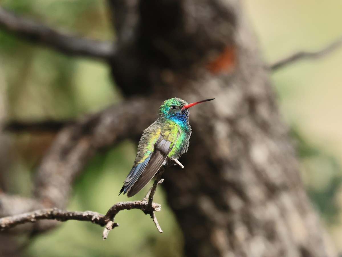 Broad-billed Hummingbird - ML641849935