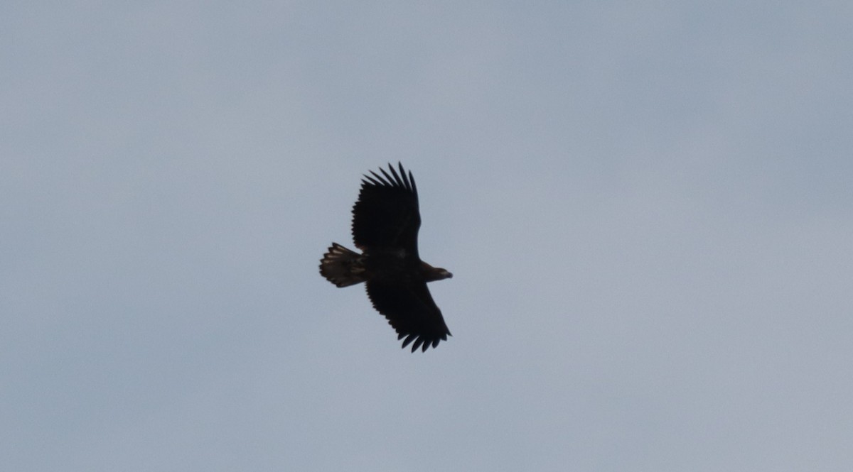 White-tailed Eagle - ML641849939
