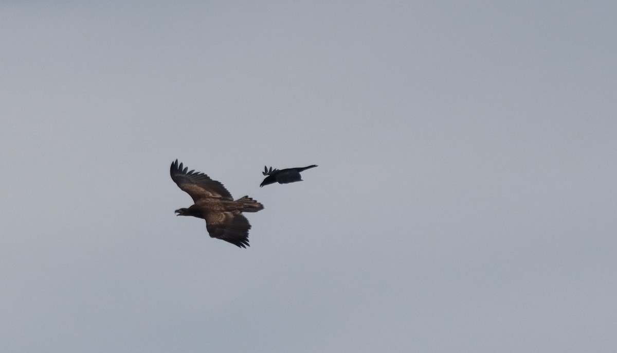 White-tailed Eagle - ML641849940