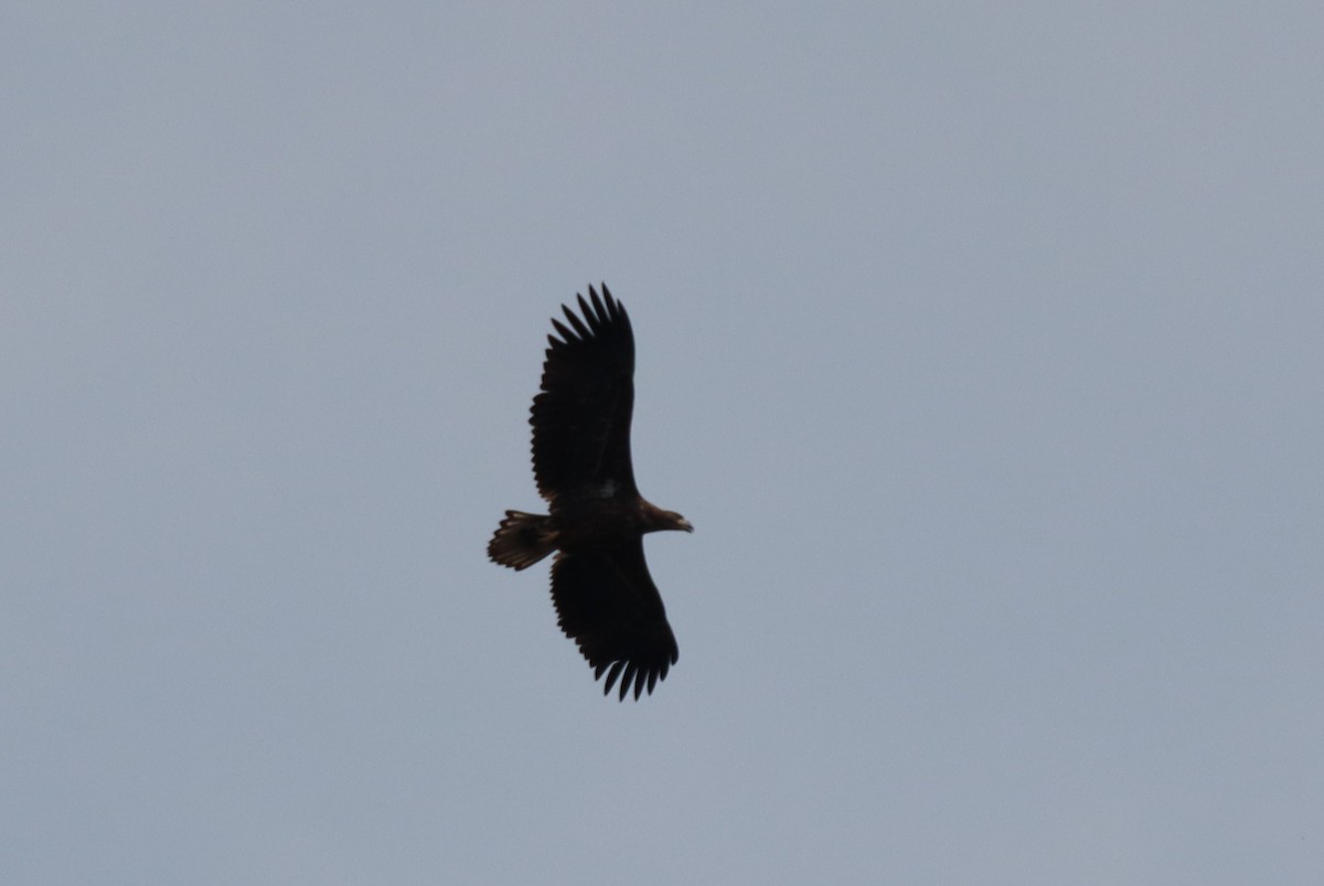 White-tailed Eagle - ML641849942