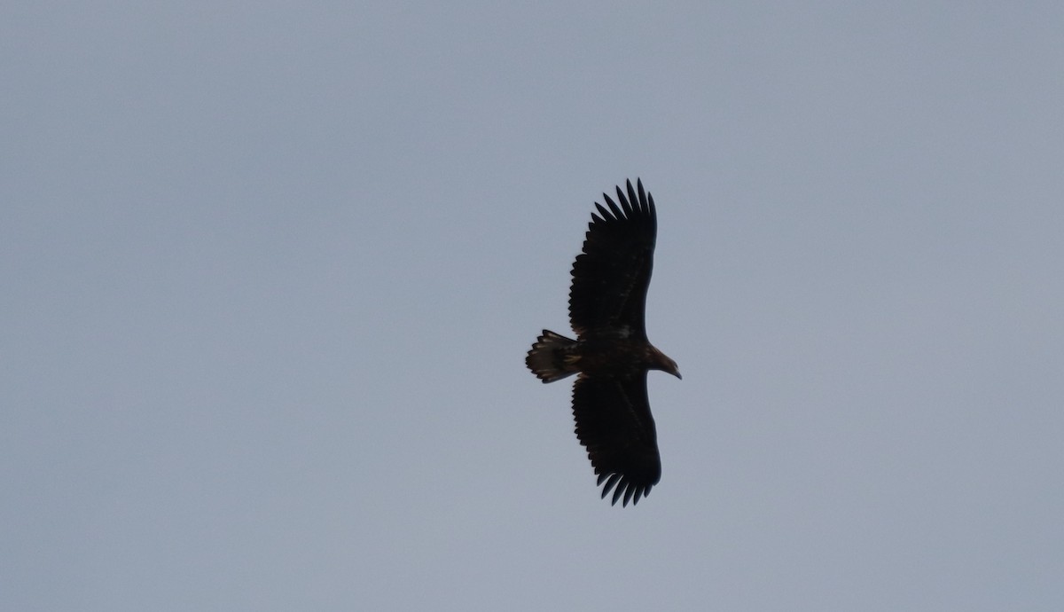White-tailed Eagle - ML641849943