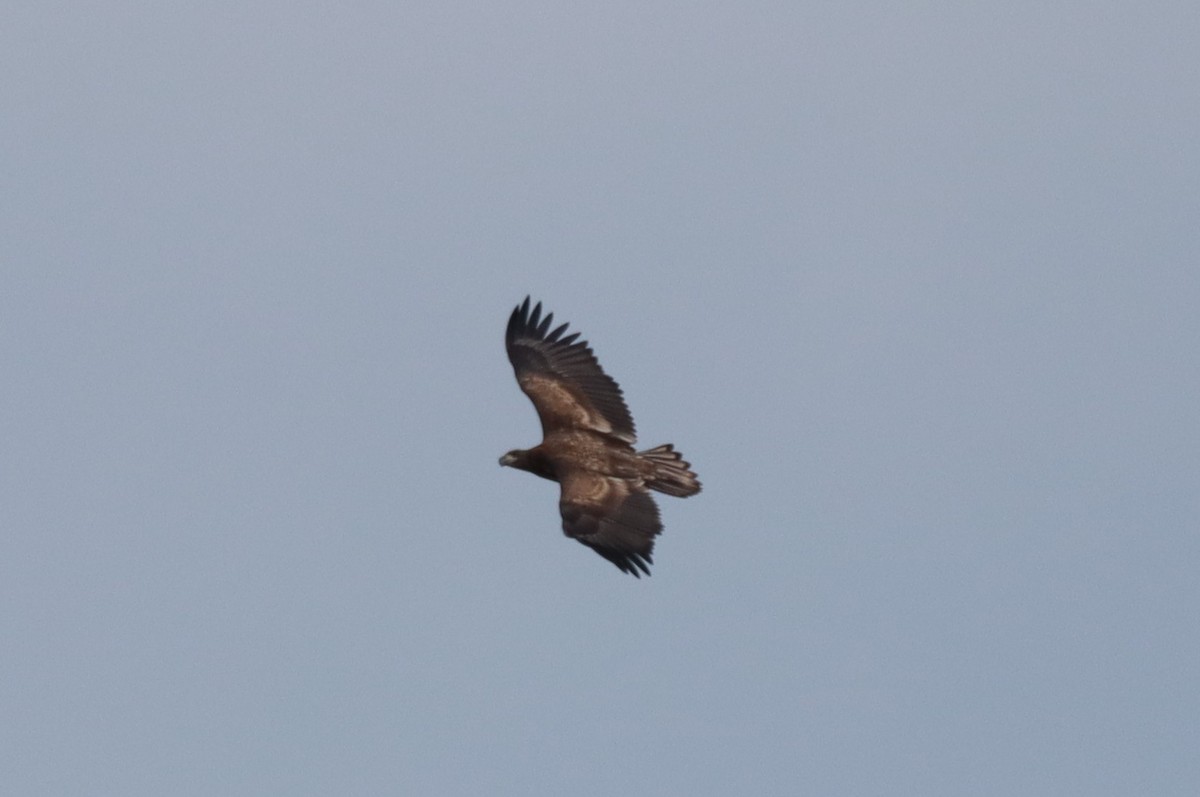 White-tailed Eagle - ML641849944