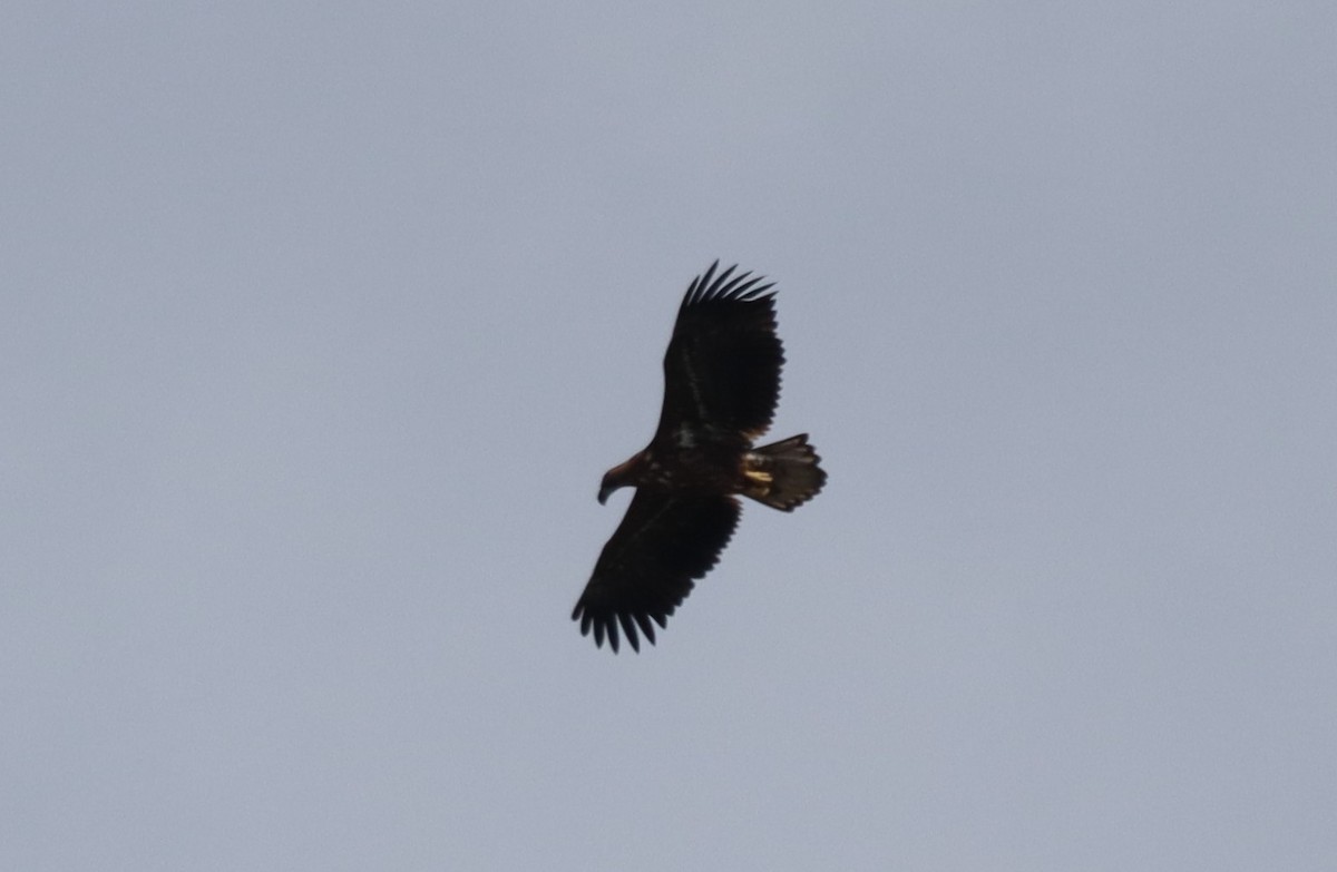 White-tailed Eagle - ML641849946