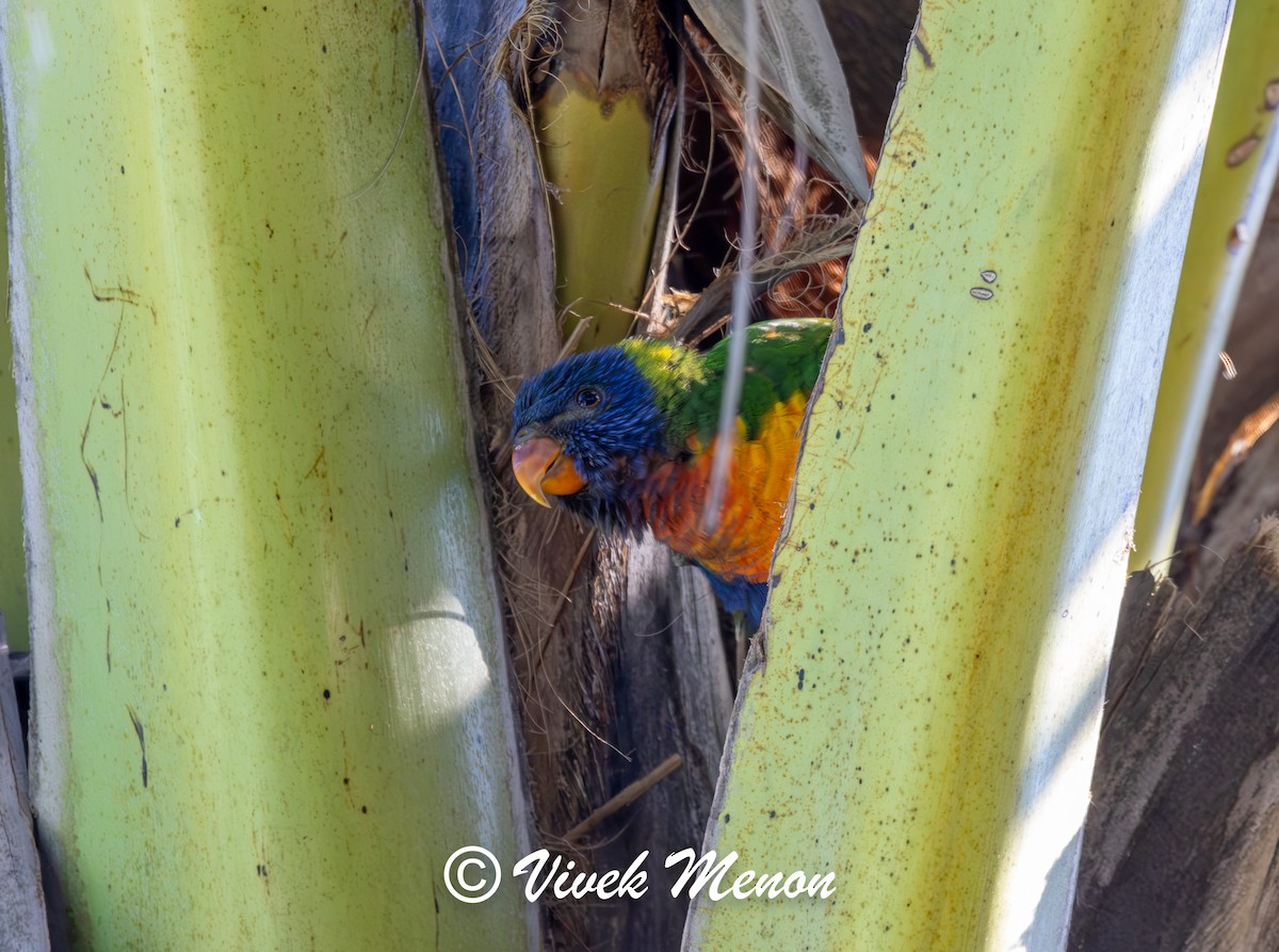 Rainbow Lorikeet - ML641849951
