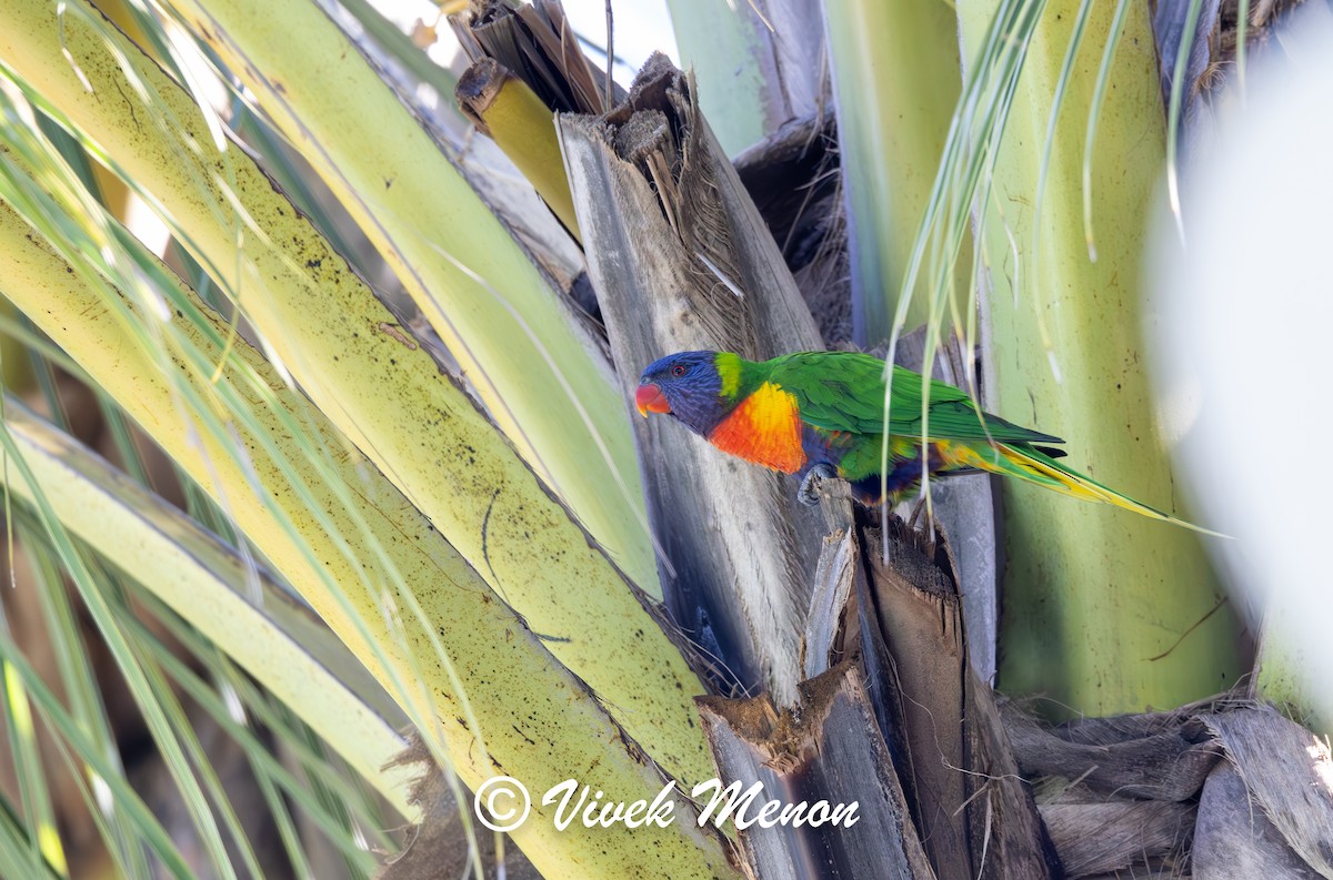 Rainbow Lorikeet - ML641849952