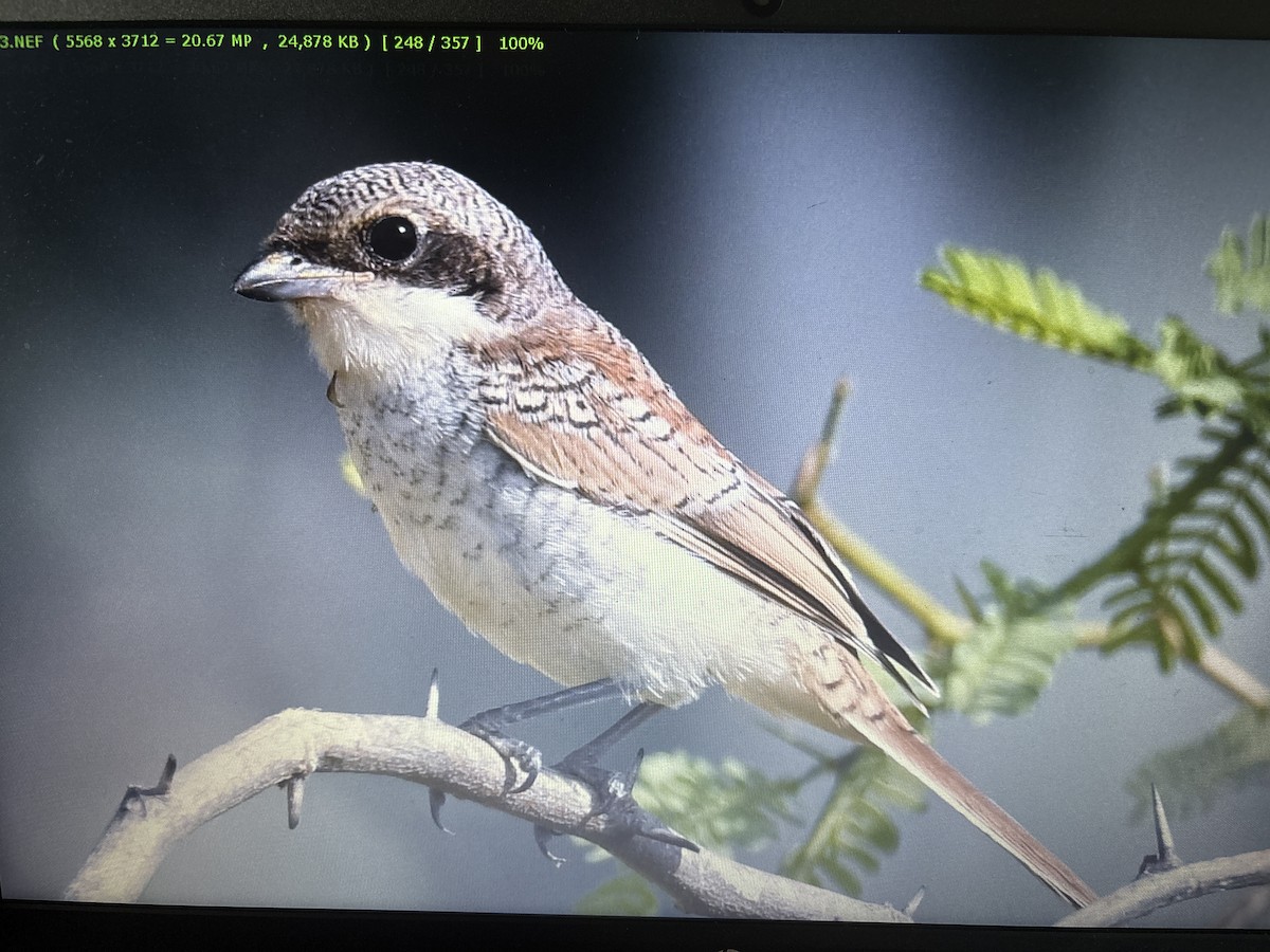 Bay-backed Shrike - ML641849953