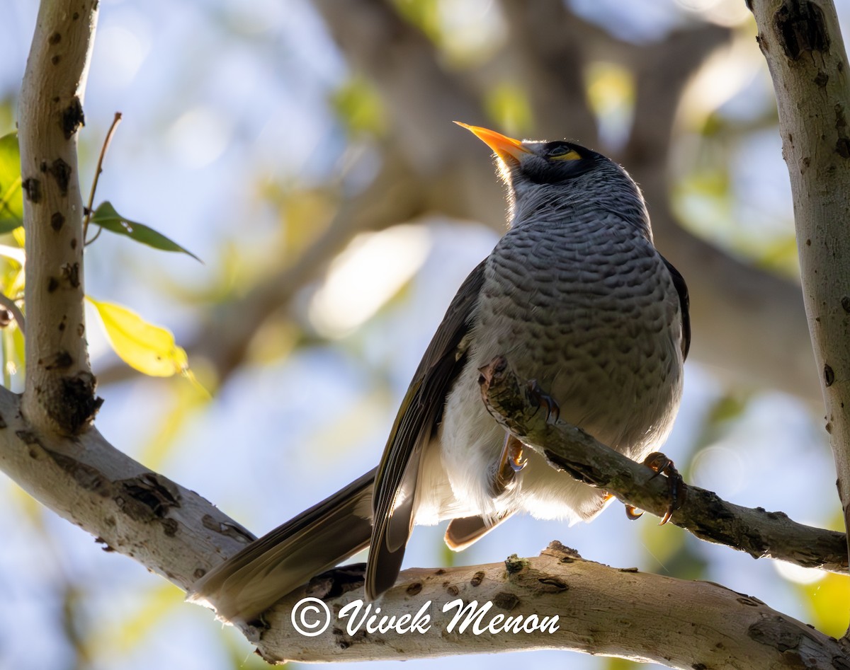 Noisy Miner - ML641849960