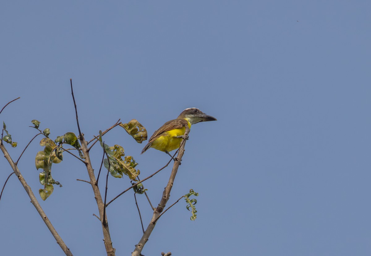 båtnebbtyrann - ML641849961