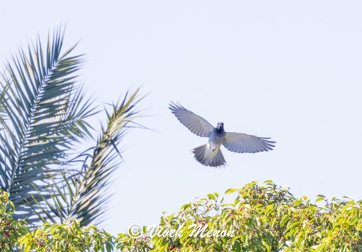 Black-faced Cuckooshrike - ML641849964