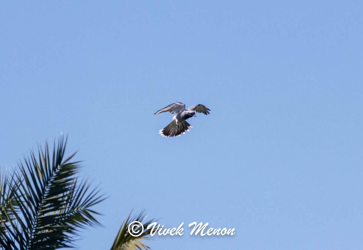 Black-faced Cuckooshrike - ML641849965