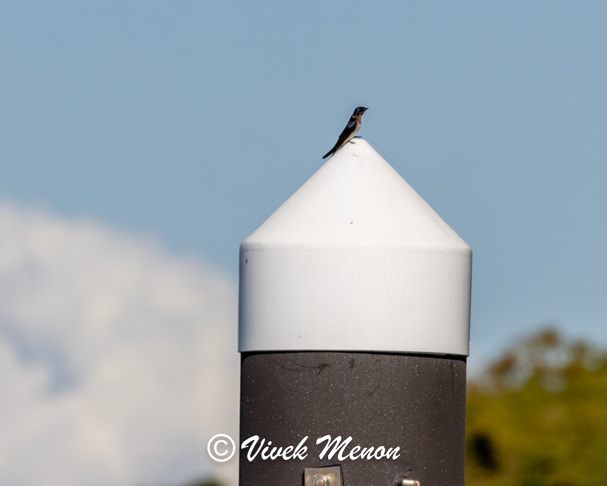 Welcome Swallow - ML641849973